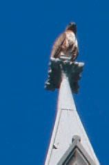 %e5%a4%a7%e9%b5%ac%e9%87%91%e7%bf%85%e9%b3%a5%e7%9a%84%e7%a6%ae%e6%8b%9c1