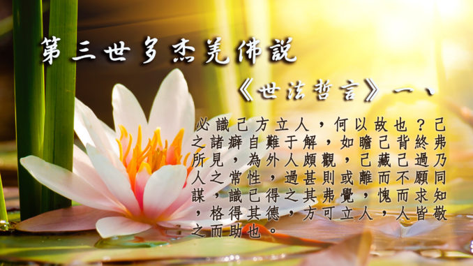 beautiful water lily in the light