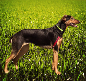 My Dog Becomes a Buddhist-2