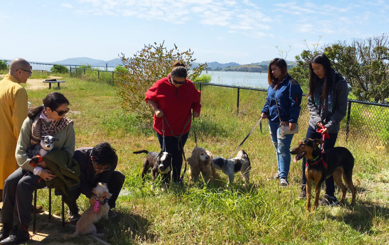 My Dog Becomes a Buddhist-4